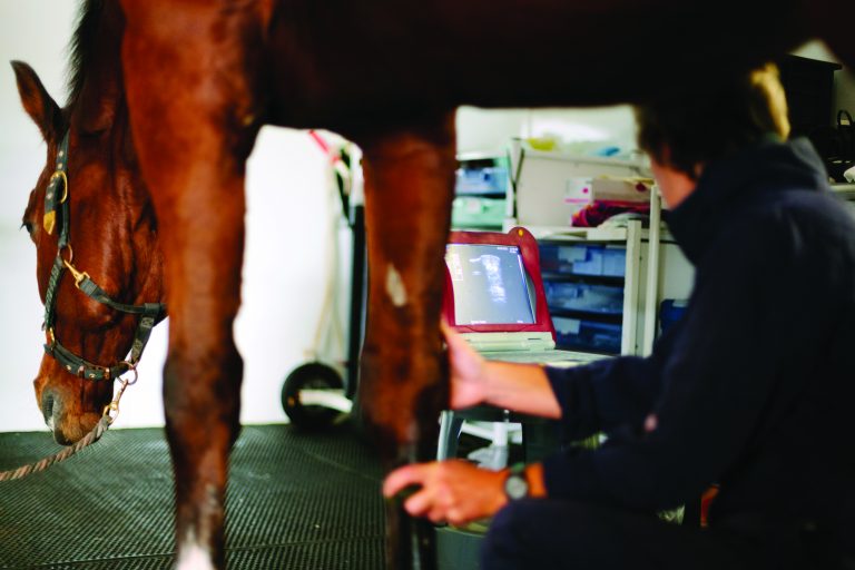 A veterinary surgeon undertakes an ultrasonic examination of a horse’s fetlock. Coombefield Veterinary Hospital, Summerleaze Farm, Axminster, Devon.