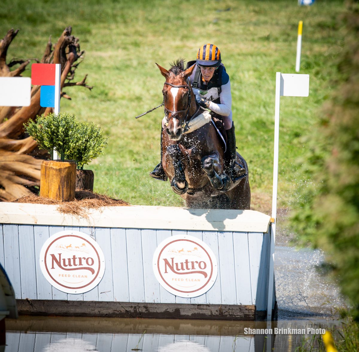Niro's endurance on XC is due in part to Lane's Mark Farm's AquaTred conditioning. Lane's Mark Farm, located in Ocala, is owned by Renee and Joe Lane. PC: Shannon Brinkman