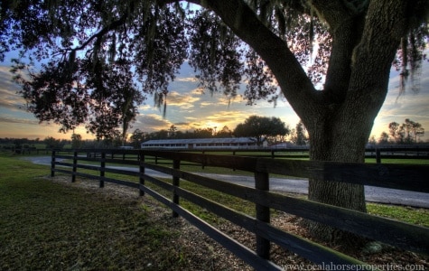 Learn why Ocala is the horse capital of the world.