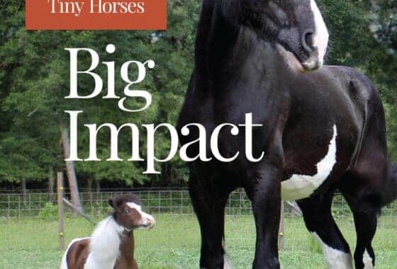 A Miniature Therapy Horse Named Scout and a Large Friend