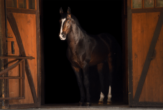 ocala-horse-stable