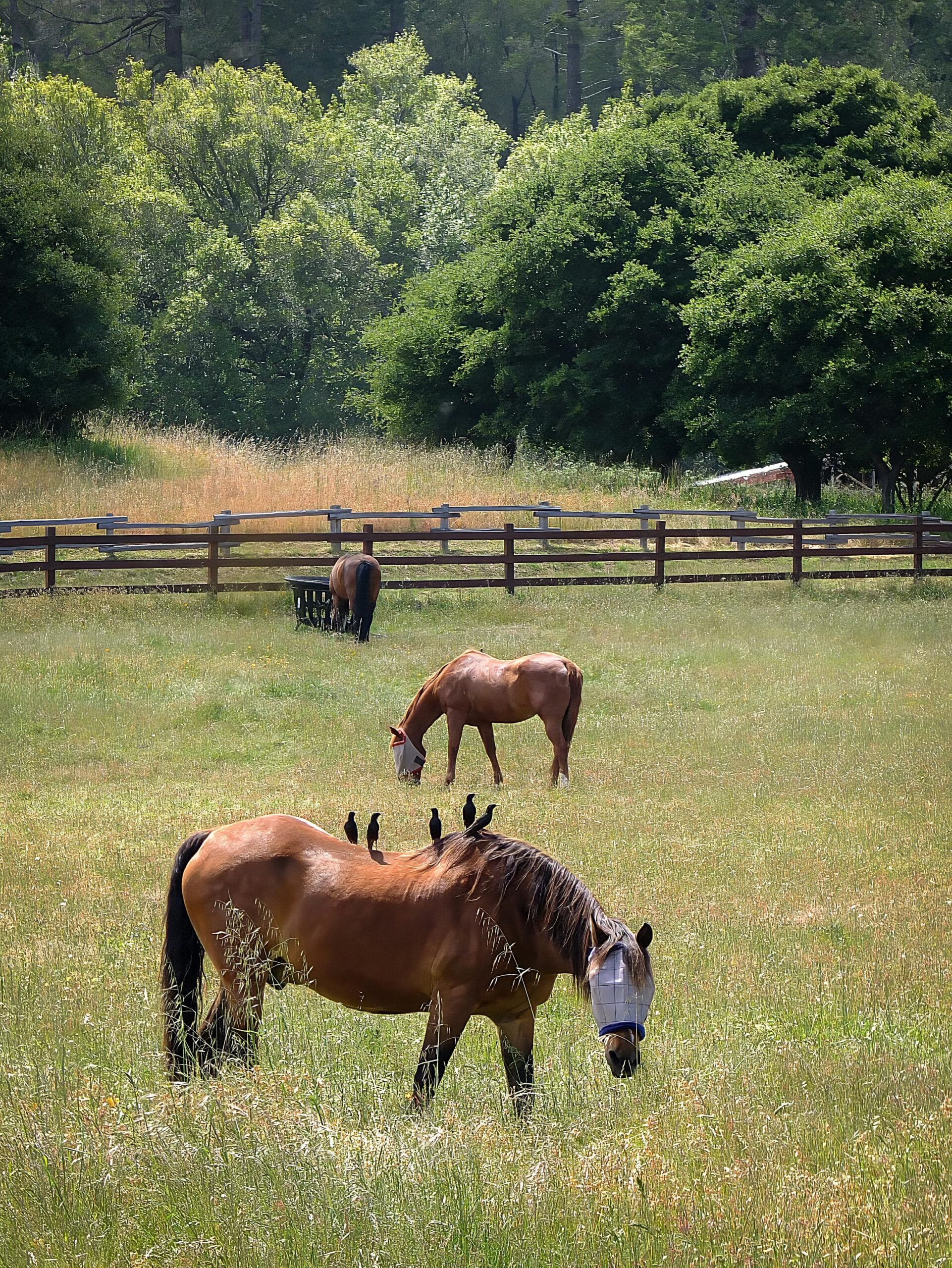 equestrian farms